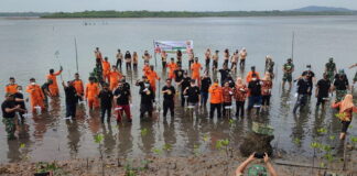 Peduli Lingkungan, KPP Natuna Tanam 100 Pohon Mangrove di HUT Basarnas Ke-50