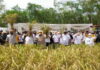 Kemenko Hadiri Panen Raya Padi Gogo di Kabupaten Tulang Bawang Barat
