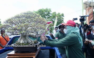 Ratusan Pecinta Bonsai dari Penjuru Nusantara Ikut Meriahkan Pameran Bonsai di Tuba