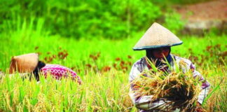 Pemkab Tubaba Luncurkan Dua Program Tani