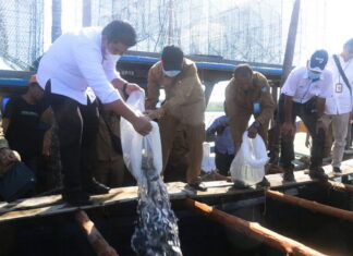 Roby Tabur 4000 Bibit Kerapu dan Berikan Bantuan di Desa Numbing