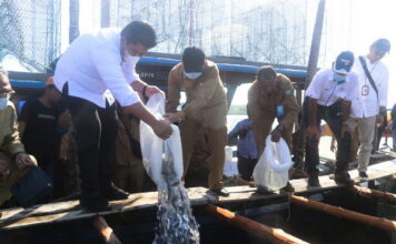 Roby Tabur 4000 Bibit Kerapu dan Berikan Bantuan di Desa Numbing