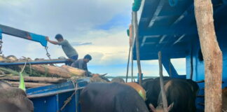 Natuna Kirim 121 Ekor Sapi Untuk Hewan Qurban Kepri