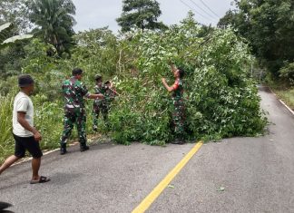 Koramil 07/Palmatak Bantu Bersihkan Pohon Tumbang Pasca Hujan Lebat dan Angin Kencang
