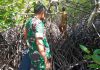 Mangrove di Desa Mamut Terancam Punah, Dapur Arang Tanpa Izin Diduga Jadi Penyebab