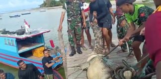 Yonkomposit 1/GP Turut Bantu Evakuasi Buaya Sepanjang 3 Meter di Natuna