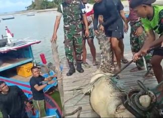 Yonkomposit 1/GP Turut Bantu Evakuasi Buaya Sepanjang 3 Meter di Natuna