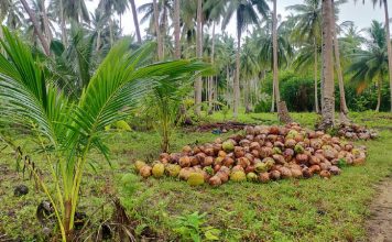 Pentani Ngeluh, Kelapa di Natuna Tidak Berharga