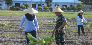 Dukung Ketahanan Pangan Nasional, Danlanud RSA Natuna Tanam Puluhan Pohon Pisang