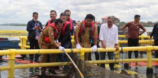 Gubernur Ansar Panen 10 Ton Bawal Bintang Bersama Masyarakat Bintan