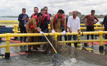 Gubernur Ansar Panen 10 Ton Bawal Bintang Bersama Masyarakat Bintan
