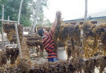 Mengolah Rengkam Menjadi Produk Berharga dan Bernilai Ekspor