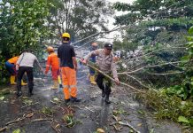 Respon Cepat, Polsek Tanjungpinang Timur Evakuasi Pohon Tumbang