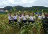 Dukung Program Ketahanan Pangan Nasional, Lanal Ranai Panen Jagung