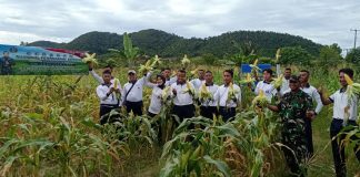 Dukung Program Ketahanan Pangan Nasional, Lanal Ranai Panen Jagung