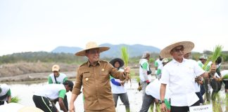 Dobrak Mitos, Gubernur Ansar Tanam Padi di Lingga bersama Moeldoko