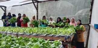 Kades Baran Bantah Tudingan Mark Up Anggaran Program Hidroponik Kebun PKK dan Bantuan Bibit