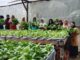 Kades Baran Bantah Tudingan Mark Up Anggaran Program Hidroponik Kebun PKK dan Bantuan Bibit
