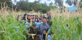 Dukung Ketahanan Pangan, Danlanud RSA Panen Raya Jagung Manis