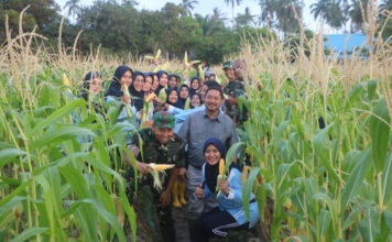 Dukung Ketahanan Pangan, Danlanud RSA Panen Raya Jagung Manis