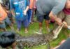 Warga Temukan Seekor Buaya Mati Didalam Kelong Ikan