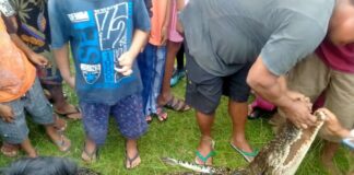 Warga Temukan Seekor Buaya Mati Didalam Kelong Ikan