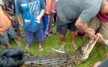 Warga Temukan Seekor Buaya Mati Didalam Kelong Ikan