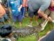 Warga Temukan Seekor Buaya Mati Didalam Kelong Ikan