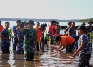 Jelang HUT Basarnas ke 51 Tahun, Kansar Natuna Tanam Mangrove
