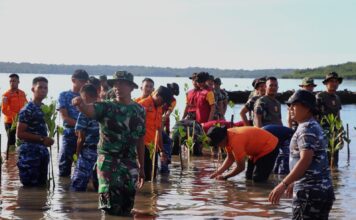 Jelang HUT Basarnas ke 51 Tahun, Kansar Natuna Tanam Mangrove