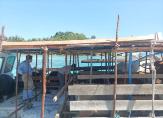 Pemkab Anambas Datangkan Hewan Kurban 19 Ekor Sapi dari Natuna
