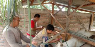 Pemkab Asahan Lakukan Pemeriksaan Hewan Qurban Pasca Idul Adha