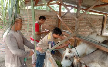 Pemkab Asahan Lakukan Pemeriksaan Hewan Qurban Pasca Idul Adha