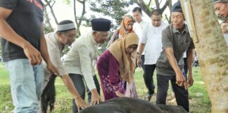Idul Adha 1444 H Pemerintah Kabupaten Asahan Sembelih 125 Hewan Qurban