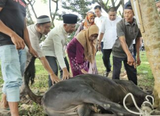 Idul Adha 1444 H Pemerintah Kabupaten Asahan Sembelih 125 Hewan Qurban