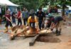 Momen Idul Adha 1444 H, BP Batam Sembelih Hewan Qurban Hingga Launching Tabungan Qurban