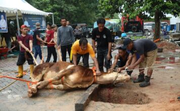 Momen Idul Adha 1444 H, BP Batam Sembelih Hewan Qurban Hingga Launching Tabungan Qurban