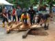 Momen Idul Adha 1444 H, BP Batam Sembelih Hewan Qurban Hingga Launching Tabungan Qurban