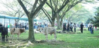 3811 Ekor Hewan Qurban Disembelih Rayakan Idul Adha 1444 H Kabupaten Asahan