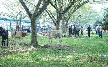 3811 Ekor Hewan Qurban Disembelih Rayakan Idul Adha 1444 H Kabupaten Asahan