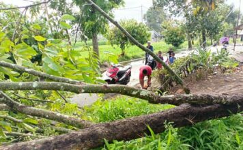 Akibat Hujan Lebat Disertai Angin Kencang Pohon Tumbang di Payakumbuh
