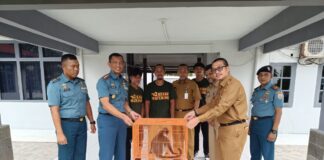Danlanal Ranai Serahkan Hewan Kekah ke Pemda Natuna Untuk Dilepas ke Habitatnya