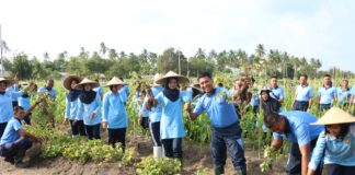 Jelang Hari Bakti TNI AU, Danlanud dan Ketua PIA AG Lanud RSA Tanam Cabai dan Panen Sayur Mayur