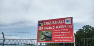 Viral Penampakan Buaya di Area DAM Duriangkang, BP Batam Himbau Masyarakat Waspada