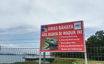 Viral Penampakan Buaya di Area DAM Duriangkang, BP Batam Himbau Masyarakat Waspada