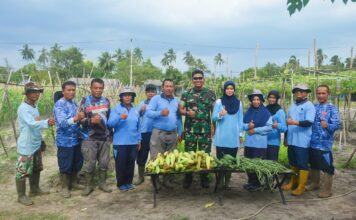 Danlanud dan Ketua PIA Panen Raya Jagung Manis