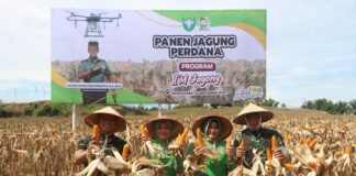 Danrem 011/Lilawangsa Dampingi Pangdam IM Panen Perdana Program I’M Jagong di Aceh Utara