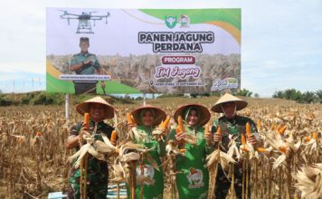 Danrem 011/Lilawangsa Dampingi Pangdam IM Panen Perdana Program I’M Jagong di Aceh Utara