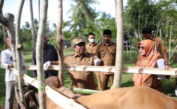 Tinjau Vaksinasi Sapi dan Ayam Petelur, Pj Bupati Aceh Utara Apresiasi Bisnis Peternakan