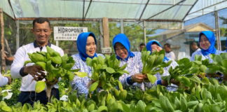 Danlanal Ranai Bersama Ketua Jalasenastri Cabang 8 Korcab IV DJA I Panen Sayuran Hidroponik